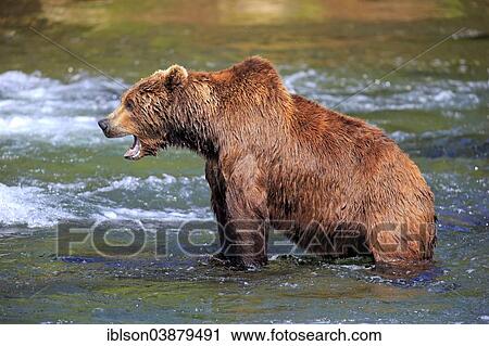 "Grizzly Bear (Ursus arctos horribilis) adult, in the water, yawning, Brooks River, Katmai National Park and Preserve, Alaska, United States, North America" View Large Photo Image Stock Image - "Grizzly Bear (Ursus arctos horribilis) adult, in the water, yawning, Brooks River, Katmai National Park and Preserve, Alaska, United States, North America". Fotosearch