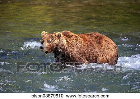 "Grizzly Bear (Ursus arctos horribilis) adult, foraging in the water, Brooks River, Katmai National Park and Preserve, Alaska, United States, North America" View Large Photo Image Stock Image - "Grizzly Bear (Ursus arctos horribilis) adult, foraging in the water, Brooks River, Katmai National Park and Preserve, Alaska, United States, North America". Fotosearch