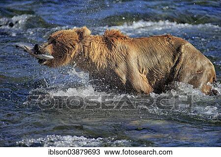 "Grizzly Bear (Ursus arctos horribilis) adult, in the water with a captured salmon, Brooks River, Katmai National Park and Preserve, Alaska, United States, North America" View Large Photo Image Stock Image - "Grizzly Bear (Ursus arctos horribilis) adult, in the water with a captured salmon, Brooks River, Katmai National Park and Preserve, Alaska, United States, North America". Fotosearch