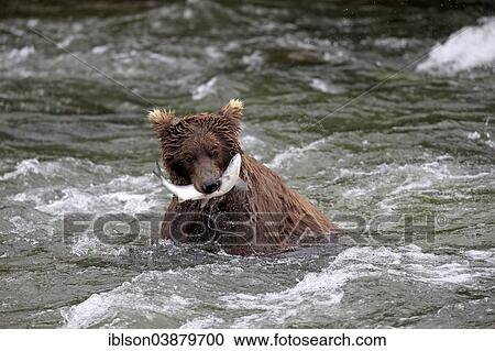 "Grizzly Bear (Ursus arctos horribilis) adult, in the water with a captured salmon, Brooks River, Katmai National Park and Preserve, Alaska, United States, North America" View Large Photo Image Stock Image - "Grizzly Bear (Ursus arctos horribilis) adult, in the water with a captured salmon, Brooks River, Katmai National Park and Preserve, Alaska, United States, North America". Fotosearch