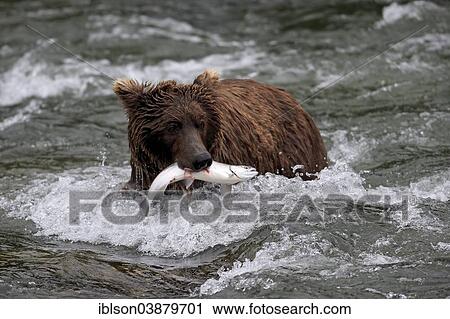 "Grizzly Bear (Ursus arctos horribilis) adult, in the water with a captured salmon, Brooks River, Katmai National Park and Preserve, Alaska, United States, North America" View Large Photo Image Stock Image - "Grizzly Bear (Ursus arctos horribilis) adult, in the water with a captured salmon, Brooks River, Katmai National Park and Preserve, Alaska, United States, North America". Fotosearch