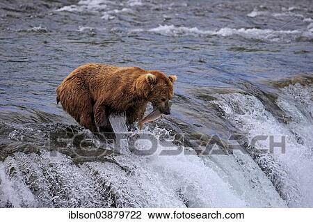 "Grizzly Bear (Ursus arctos horribilis) adult, in the water with a caught salmon, Brooks River, Katmai National Park and Preserve, Alaska, United States, North America" View Large Photo Image Stock Image - "Grizzly Bear (Ursus arctos horribilis) adult, in the water with a caught salmon, Brooks River, Katmai National Park and Preserve, Alaska, United States, North America". Fotosearch