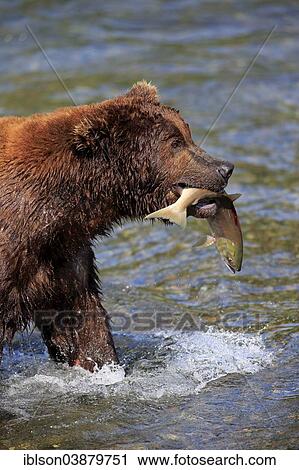 "Grizzly Bear (Ursus arctos horribilis) adult, in the water with a caught salmon, Brooks River, Katmai National Park and Preserve, Alaska, United States, North America" View Large Photo Image Stock Image - "Grizzly Bear (Ursus arctos horribilis) adult, in the water with a caught salmon, Brooks River, Katmai National Park and Preserve, Alaska, United States, North America". Fotosearch