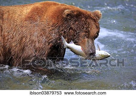 "Grizzly Bear (Ursus arctos horribilis) adult, in the water with a caught salmon, Brooks River, Katmai National Park and Preserve, Alaska, United States, North America" View Large Photo Image Stock Image - "Grizzly Bear (Ursus arctos horribilis) adult, in the water with a caught salmon, Brooks River, Katmai National Park and Preserve, Alaska, United States, North America". Fotosearch