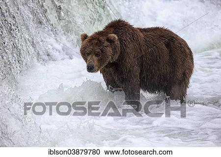 "Grizzly Bear (Ursus arctos horribilis) adult, foraging for food in the water, Brooks River, Brooks Falls, Katmai National Park and Preserve, Alaska, United States, North America" View Large Photo Image Stock Image - "Grizzly Bear (Ursus arctos horribilis) adult, foraging for food in the water, Brooks River, Brooks Falls, Katmai National Park and Preserve, Alaska, United States, North America". Fotosearch