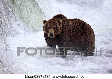 "Grizzly Bear (Ursus arctos horribilis) adult, foraging for food in the water, Brooks River, Brooks Falls, Katmai National Park and Preserve, Alaska, United States, North America" View Large Photo Image Stock Image - "Grizzly Bear (Ursus arctos horribilis) adult, foraging for food in the water, Brooks River, Brooks Falls, Katmai National Park and Preserve, Alaska, United States, North America". Fotosearch