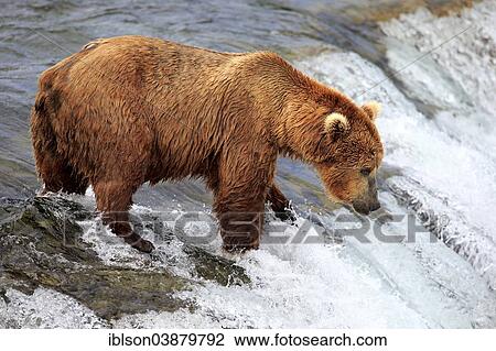 "Grizzly Bear (Ursus arctos horribilis) adult, foraging for food in the water, Brooks River, Brooks Falls, Katmai National Park and Preserve, Alaska, United States, North America" View Large Photo Image Stock Image - "Grizzly Bear (Ursus arctos horribilis) adult, foraging for food in the water, Brooks River, Brooks Falls, Katmai National Park and Preserve, Alaska, United States, North America". Fotosearch