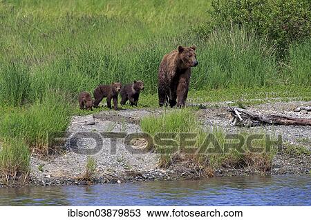 "Grizzly Bear (Ursus arctos horribilis) mother with cubs at the water foraging, Brooks River, Katmai National Park and Preserve, Alaska, United States, North America" View Large Photo Image Stock Image - "Grizzly Bear (Ursus arctos horribilis) mother with cubs at the water foraging, Brooks River, Katmai National Park and Preserve, Alaska, United States, North America". Fotosearch