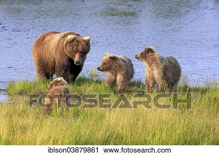 "Grizzly Bear (Ursus arctos horribilis) mother with cubs at the water, Brooks River, Katmai National Park and Preserve, Alaska, United States, North America" View Large Photo Image Stock Image - "Grizzly Bear (Ursus arctos horribilis) mother with cubs at the water, Brooks River, Katmai National Park and Preserve, Alaska, United States, North America". Fotosearch
