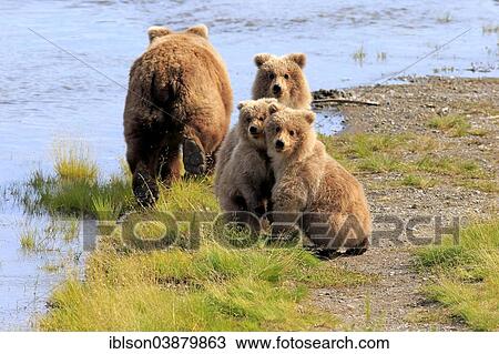 "Grizzly Bear (Ursus arctos horribilis) mother with cubs at the water, Brooks River, Katmai National Park and Preserve, Alaska, United States, North America" View Large Photo Image Stock Image - "Grizzly Bear (Ursus arctos horribilis) mother with cubs at the water, Brooks River, Katmai National Park and Preserve, Alaska, United States, North America". Fotosearch