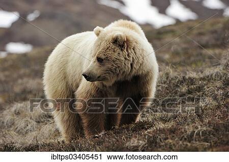 "Grizzly Bear (Ursus arctos horribilis) in the Arctic tundra, Denali National Park, Alaska, United States, North America" View Large Photo Image Stock Image - "Grizzly Bear (Ursus arctos horribilis) in the Arctic tundra, Denali National Park, Alaska, United States, North America". Fotosearch