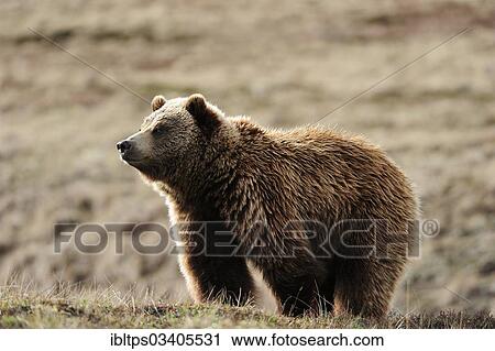 "Grizzly Bear (Ursus arctos horribilis) in the Arctic tundra, Denali National Park, Alaska, United States, North America" View Large Photo Image Stock Image - "Grizzly Bear (Ursus arctos horribilis) in the Arctic tundra, Denali National Park, Alaska, United States, North America". Fotosearch