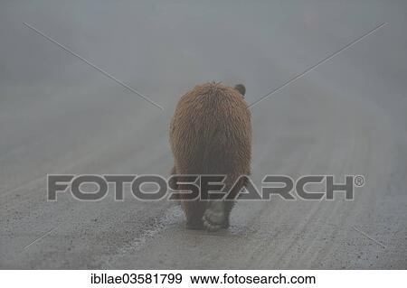 Stock Photo - "Grizzly Bear (Ursus arctos horribilis) trotting along a path, Katmai National Park and Preserve, Alaska, United States, North America". Fotosearch