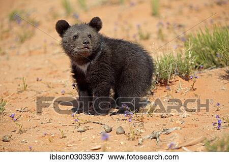 "Grizzly Bear (Ursus arctos horribilis) cub, standing, Utah, United States, North America" View Large Photo Image Stock Photo - "Grizzly Bear (Ursus arctos horribilis) cub, standing, Utah, United States, North America". Fotosearch