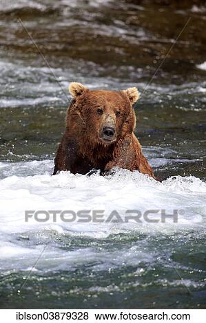 "Grizzly Bear (Ursus arctos horribilis) adult, foraging in the water, Brooks River, Katmai National Park and Preserve, Alaska, United States, North America" View Large Photo Image Stock Photo - "Grizzly Bear (Ursus arctos horribilis) adult, foraging in the water, Brooks River, Katmai National Park and Preserve, Alaska, United States, North America". Fotosearch