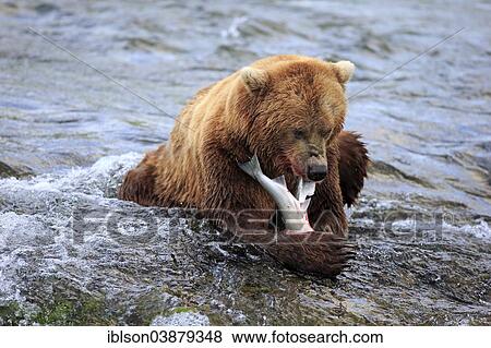 "Grizzly Bear (Ursus arctos horribilis) adult, feeding in the water, Brooks River, Katmai National Park and Preserve, Alaska, United States, North America" View Large Photo Image Stock Photo - "Grizzly Bear (Ursus arctos horribilis) adult, feeding in the water, Brooks River, Katmai National Park and Preserve, Alaska, United States, North America". Fotosearch