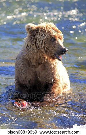 "Grizzly Bear (Ursus arctos horribilis) adult, feeding in the water, Brooks River, Katmai National Park and Preserve, Alaska, United States, North America" View Large Photo Image Stock Photo - "Grizzly Bear (Ursus arctos horribilis) adult, feeding in the water, Brooks River, Katmai National Park and Preserve, Alaska, United States, North America". Fotosearch