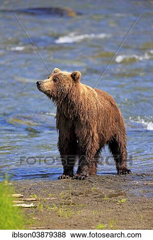 "Grizzly Bear (Ursus arctos horribilis) adult, waterfront, Booke River, Katmai National Park and Preserve, Alaska, United States, North America" View Large Photo Image Stock Photo - "Grizzly Bear (Ursus arctos horribilis) adult, waterfront, Booke River, Katmai National Park and Preserve, Alaska, United States, North America". Fotosearch