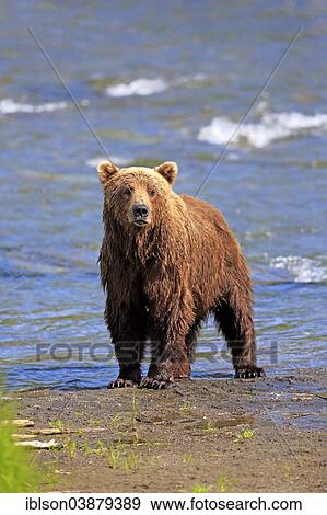 "Grizzly Bear (Ursus arctos horribilis) adult, waterfront, Booke River, Katmai National Park and Preserve, Alaska, United States, North America" View Large Photo Image Stock Photo - "Grizzly Bear (Ursus arctos horribilis) adult, waterfront, Booke River, Katmai National Park and Preserve, Alaska, United States, North America". Fotosearch