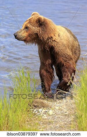 "Grizzly Bear (Ursus arctos horribilis) adult, in the water, Booke River, Katmai National Park and Preserve, Alaska, United States, North America" View Large Photo Image Stock Photo - "Grizzly Bear (Ursus arctos horribilis) adult, in the water, Booke River, Katmai National Park and Preserve, Alaska, United States, North America". Fotosearch
