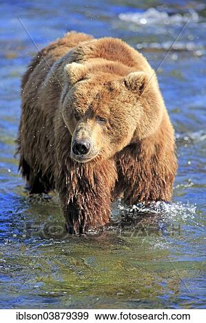 "Grizzly Bear (Ursus arctos horribilis) adult, in the water, Brooks River, Katmai National Park and Preserve, Alaska, United States, North America" View Large Photo Image Stock Photo - "Grizzly Bear (Ursus arctos horribilis) adult, in the water, Brooks River, Katmai National Park and Preserve, Alaska, United States, North America". Fotosearch