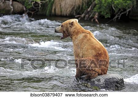 "Grizzly Bear (Ursus arctos horribilis) adult, sitting on rock in the water, Brooks River, Katmai National Park and Preserve, Alaska, United States, North America" View Large Photo Image Stock Photo - "Grizzly Bear (Ursus arctos horribilis) adult, sitting on rock in the water, Brooks River, Katmai National Park and Preserve, Alaska, United States, North America". Fotosearch
