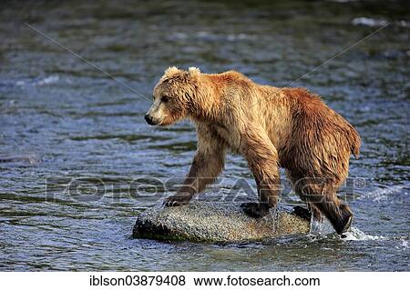 "Grizzly Bear (Ursus arctos horribilis) adult, on rock in the water, Brooks River, Katmai National Park and Preserve, Alaska, United States, North America" View Large Photo Image Stock Photo - "Grizzly Bear (Ursus arctos horribilis) adult, on rock in the water, Brooks River, Katmai National Park and Preserve, Alaska, United States, North America". Fotosearch
