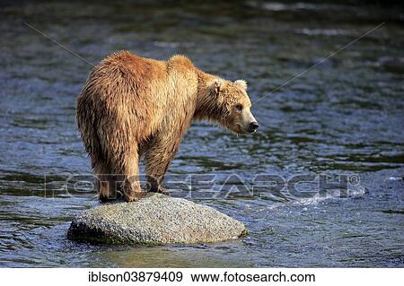 Stock Photo - "Grizzly Bear (Ursus arctos horribilis) adult, standing on rock in the water, Brooks River, Katmai National Park and Preserve, Alaska, United States, North America". Fotosearch