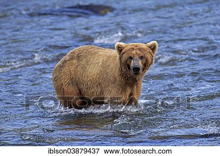 "Grizzly Bear (Ursus arctos horribilis) adult, foraging in the water, Brooks River, Katmai National Park and Preserve, Alaska, United States, North America" View Large Photo Image Stock Photo - "Grizzly Bear (Ursus arctos horribilis) adult, foraging in the water, Brooks River, Katmai National Park and Preserve, Alaska, United States, North America". Fotosearch