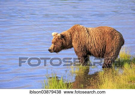 "Grizzly Bear (Ursus arctos horribilis) adult, at the waterfront foraging, Brooks River, Katmai National Park and Preserve, Alaska, United States, North America" View Large Photo Image Stock Photo - "Grizzly Bear (Ursus arctos horribilis) adult, at the waterfront foraging, Brooks River, Katmai National Park and Preserve, Alaska, United States, North America". Fotosearch