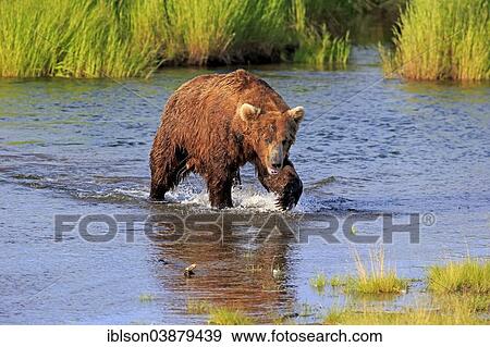 "Grizzly Bear (Ursus arctos horribilis) adult, at the waterfront foraging, Brooks River, Katmai National Park and Preserve, Alaska, United States, North America" View Large Photo Image Stock Photo - "Grizzly Bear (Ursus arctos horribilis) adult, at the waterfront foraging, Brooks River, Katmai National Park and Preserve, Alaska, United States, North America". Fotosearch