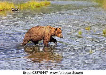 "Grizzly Bear (Ursus arctos horribilis) adult, at the waterfront foraging, Brooks River, Katmai National Park and Preserve, Alaska, United States, North America" View Large Photo Image Stock Photo - "Grizzly Bear (Ursus arctos horribilis) adult, at the waterfront foraging, Brooks River, Katmai National Park and Preserve, Alaska, United States, North America". Fotosearch