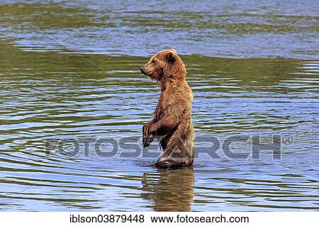 "Grizzly Bear (Ursus arctos horribilis) adult, foraging upright in the water, Brooks River, Katmai National Park and Preserve, Alaska, United States, North America" View Large Photo Image Stock Photo - "Grizzly Bear (Ursus arctos horribilis) adult, foraging upright in the water, Brooks River, Katmai National Park and Preserve, Alaska, United States, North America". Fotosearch
