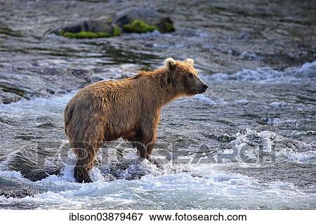 "Grizzly Bear (Ursus arctos horribilis) adult, foraging in the water, Brooks River, Katmai National Park and Preserve, Alaska, United States, North America" View Large Photo Image Stock Photo - "Grizzly Bear (Ursus arctos horribilis) adult, foraging in the water, Brooks River, Katmai National Park and Preserve, Alaska, United States, North America". Fotosearch