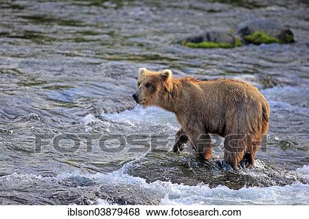 Stock Photo - "Grizzly Bear (Ursus arctos horribilis) adult, foraging in the water, Brooks River, Katmai National Park and Preserve, Alaska, United States, North America". Fotosearch