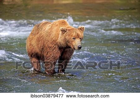 "Grizzly Bear (Ursus arctos horribilis) adult, foraging in the water, Brooks River, Katmai National Park and Preserve, Alaska, United States, North America" View Large Photo Image Stock Photo - "Grizzly Bear (Ursus arctos horribilis) adult, foraging in the water, Brooks River, Katmai National Park and Preserve, Alaska, United States, North America". Fotosearch