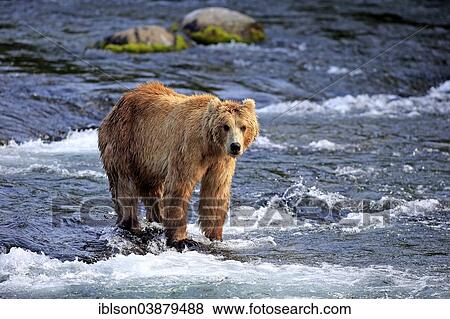 Stock Photo - "Grizzly Bear (Ursus arctos horribilis) foraging in the water, Brooks River, Katmai National Park and Preserve, Alaska, United States, North America". Fotosearch
