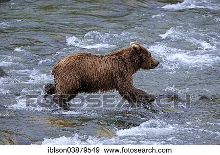 "Grizzly Bear (Ursus arctos horribilis) hunting in the water, Brooks River, Katmai National Park and Preserve, Alaska, United States, North America" View Large Photo Image Stock Photo - "Grizzly Bear (Ursus arctos horribilis) hunting in the water, Brooks River, Katmai National Park and Preserve, Alaska, United States, North America". Fotosearch