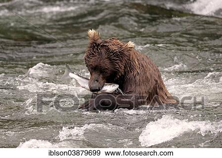 "Grizzly Bear (Ursus arctos horribilis) adult, in the water with a captured salmon, Brooks River, Katmai National Park and Preserve, Alaska, United States, North America" View Large Photo Image Stock Photo - "Grizzly Bear (Ursus arctos horribilis) adult, in the water with a captured salmon, Brooks River, Katmai National Park and Preserve, Alaska, United States, North America". Fotosearch
