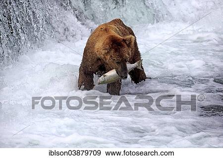 "Grizzly Bear (Ursus arctos horribilis) adult, in the water with a captured salmon, Brooks River, Katmai National Park and Preserve, Alaska, United States, North America" View Large Photo Image Stock Photo - "Grizzly Bear (Ursus arctos horribilis) adult, in the water with a captured salmon, Brooks River, Katmai National Park and Preserve, Alaska, United States, North America". Fotosearch
