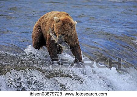 "Grizzly Bear (Ursus arctos horribilis) adult, in the water with a caught salmon, Brooks River, Katmai National Park and Preserve, Alaska, United States, North America" View Large Photo Image Stock Photo - "Grizzly Bear (Ursus arctos horribilis) adult, in the water with a caught salmon, Brooks River, Katmai National Park and Preserve, Alaska, United States, North America". Fotosearch