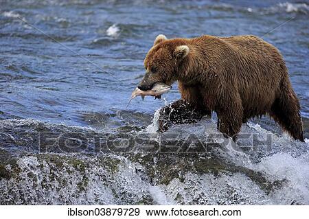 "Grizzly Bear (Ursus arctos horribilis) adult, in the water with a caught salmon, Brooks River, Katmai National Park and Preserve, Alaska, United States, North America" View Large Photo Image Stock Photo - "Grizzly Bear (Ursus arctos horribilis) adult, in the water with a caught salmon, Brooks River, Katmai National Park and Preserve, Alaska, United States, North America". Fotosearch