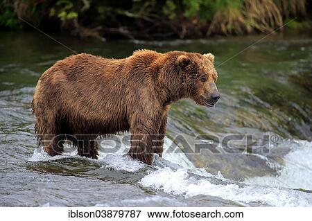 "Grizzly Bear (Ursus arctos horribilis) adult, foraging for food in the water, Brooks River, Brooks Falls, Katmai National Park and Preserve, Alaska, United States, North America" View Large Photo Image Stock Photo - "Grizzly Bear (Ursus arctos horribilis) adult, foraging for food in the water, Brooks River, Brooks Falls, Katmai National Park and Preserve, Alaska, United States, North America". Fotosearch