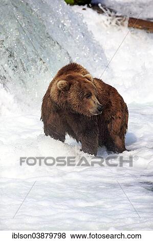 "Grizzly Bear (Ursus arctos horribilis) adult, foraging for food in the water, Brooks River, Brooks Falls, Katmai National Park and Preserve, Alaska, United States, North America" View Large Photo Image Stock Photo - "Grizzly Bear (Ursus arctos horribilis) adult, foraging for food in the water, Brooks River, Brooks Falls, Katmai National Park and Preserve, Alaska, United States, North America". Fotosearch
