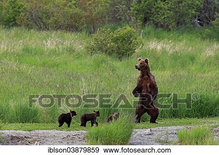 "Grizzly Bear (Ursus arctos horribilis) mother with cubs, Brooks River, Katmai National Park and Preserve, Alaska, United States, North America" View Large Photo Image Stock Photo - "Grizzly Bear (Ursus arctos horribilis) mother with cubs, Brooks River, Katmai National Park and Preserve, Alaska, United States, North America". Fotosearch