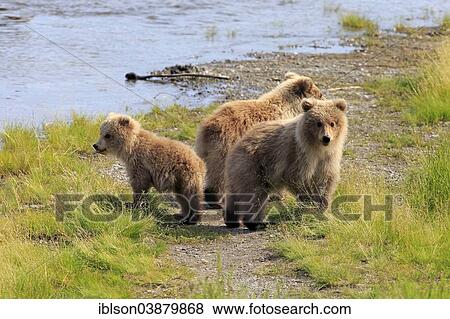 "Grizzly Bear (Ursus arctos horribilis) cubs at the water, Brooks River, Katmai National Park and Preserve, Alaska, United States, North America" View Large Photo Image Stock Photo - "Grizzly Bear (Ursus arctos horribilis) cubs at the water, Brooks River, Katmai National Park and Preserve, Alaska, United States, North America". Fotosearch