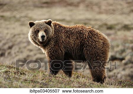 "Grizzly Bear (Ursus arctos horribilis) in the Arctic tundra, Denali National Park, Alaska, United States, North America" View Large Photo Image Stock Photo - "Grizzly Bear (Ursus arctos horribilis) in the Arctic tundra, Denali National Park, Alaska, United States, North America". Fotosearch