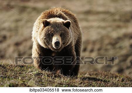 "Grizzly Bear (Ursus arctos horribilis) in the Arctic tundra, Denali National Park, Alaska, United States, North America" View Large Photo Image Stock Photo - "Grizzly Bear (Ursus arctos horribilis) in the Arctic tundra, Denali National Park, Alaska, United States, North America". Fotosearch