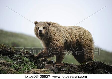 "Grizzly Bear (Ursus arctos horribilis) in the Arctic tundra, Denali National Park, Alaska, United States, North America" View Large Photo Image Stock Photo - "Grizzly Bear (Ursus arctos horribilis) in the Arctic tundra, Denali National Park, Alaska, United States, North America". Fotosearch