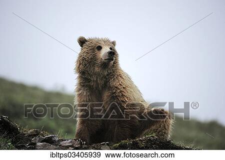 "Grizzly Bear (Ursus arctos horribilis) in the Arctic tundra, Denali National Park, Alaska, United States, North America" View Large Photo Image Stock Photo - "Grizzly Bear (Ursus arctos horribilis) in the Arctic tundra, Denali National Park, Alaska, United States, North America". Fotosearch
